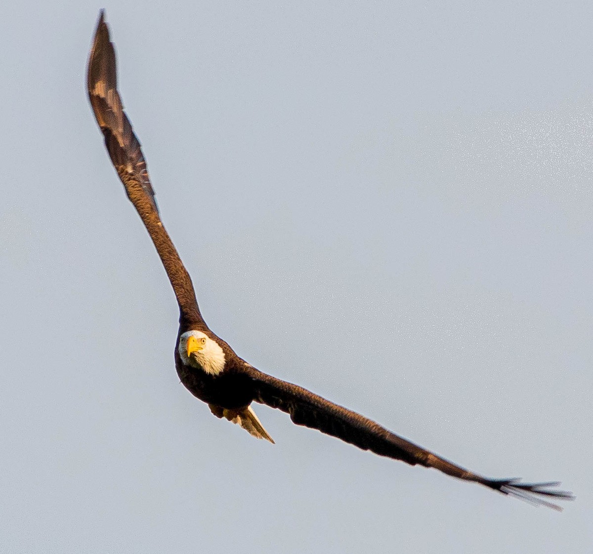 Bald Eagle - Ken Treffinger