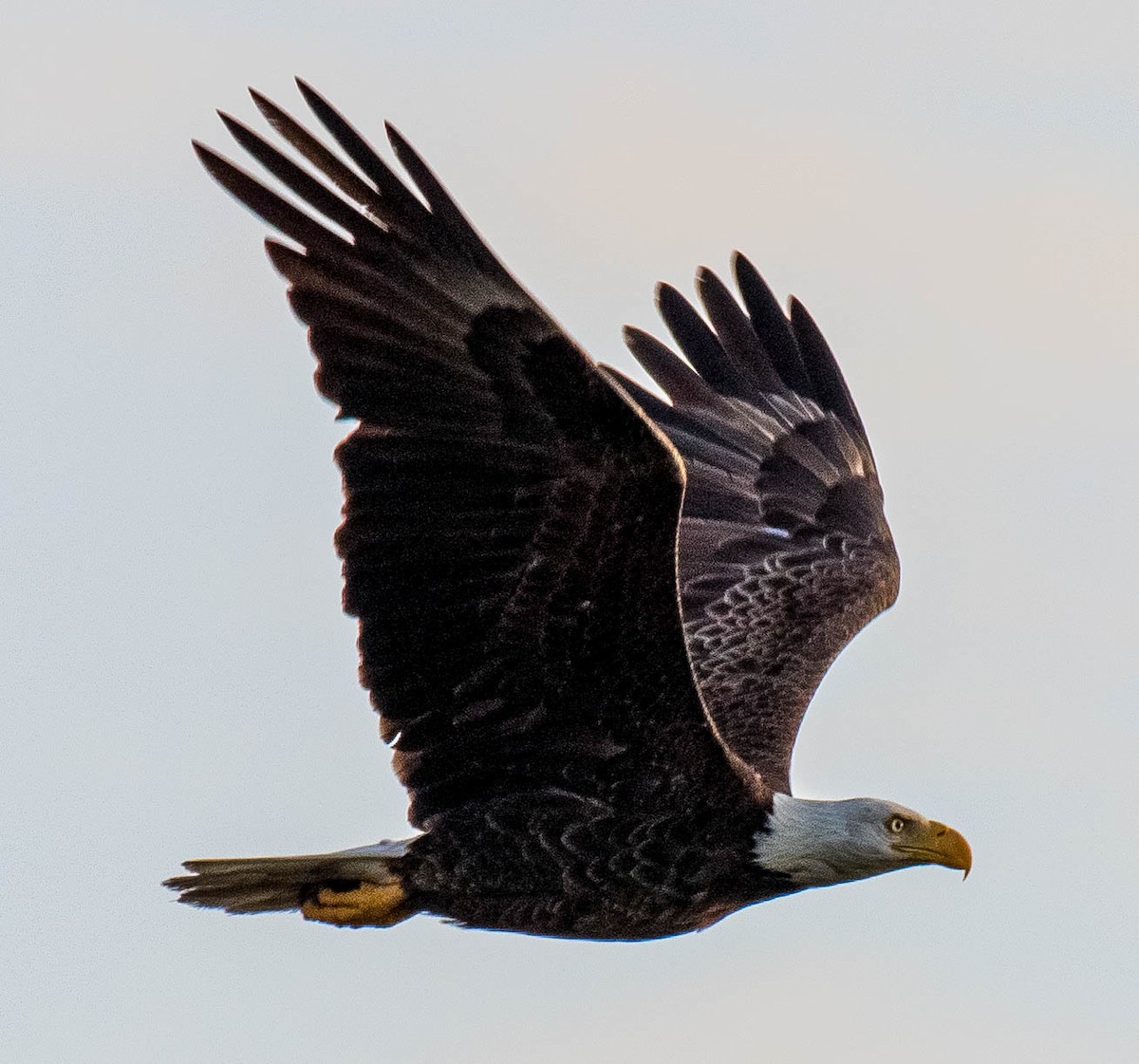 orel bělohlavý - ML326593601