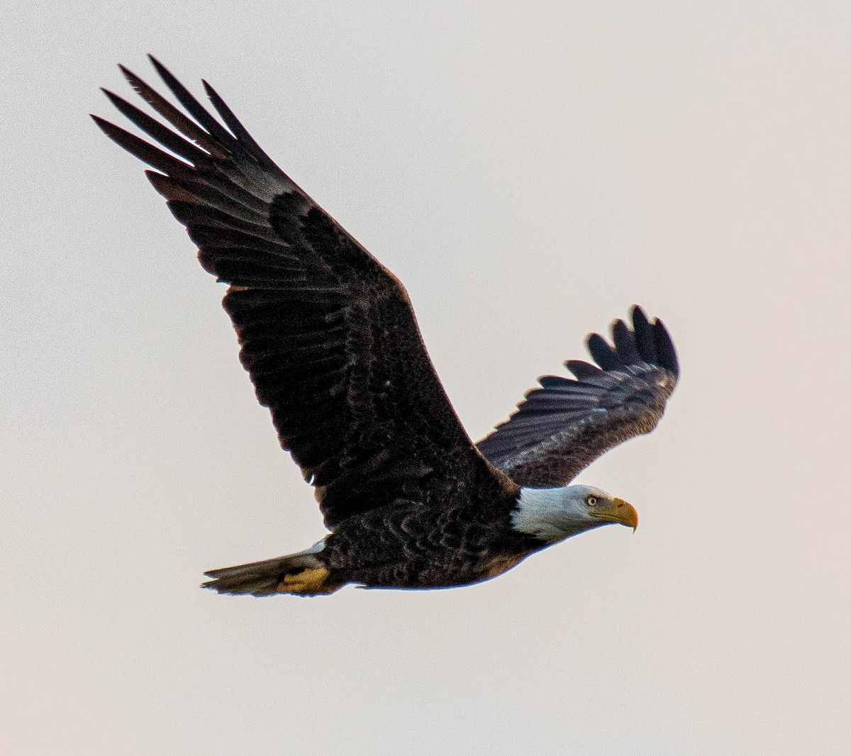 orel bělohlavý - ML326593611