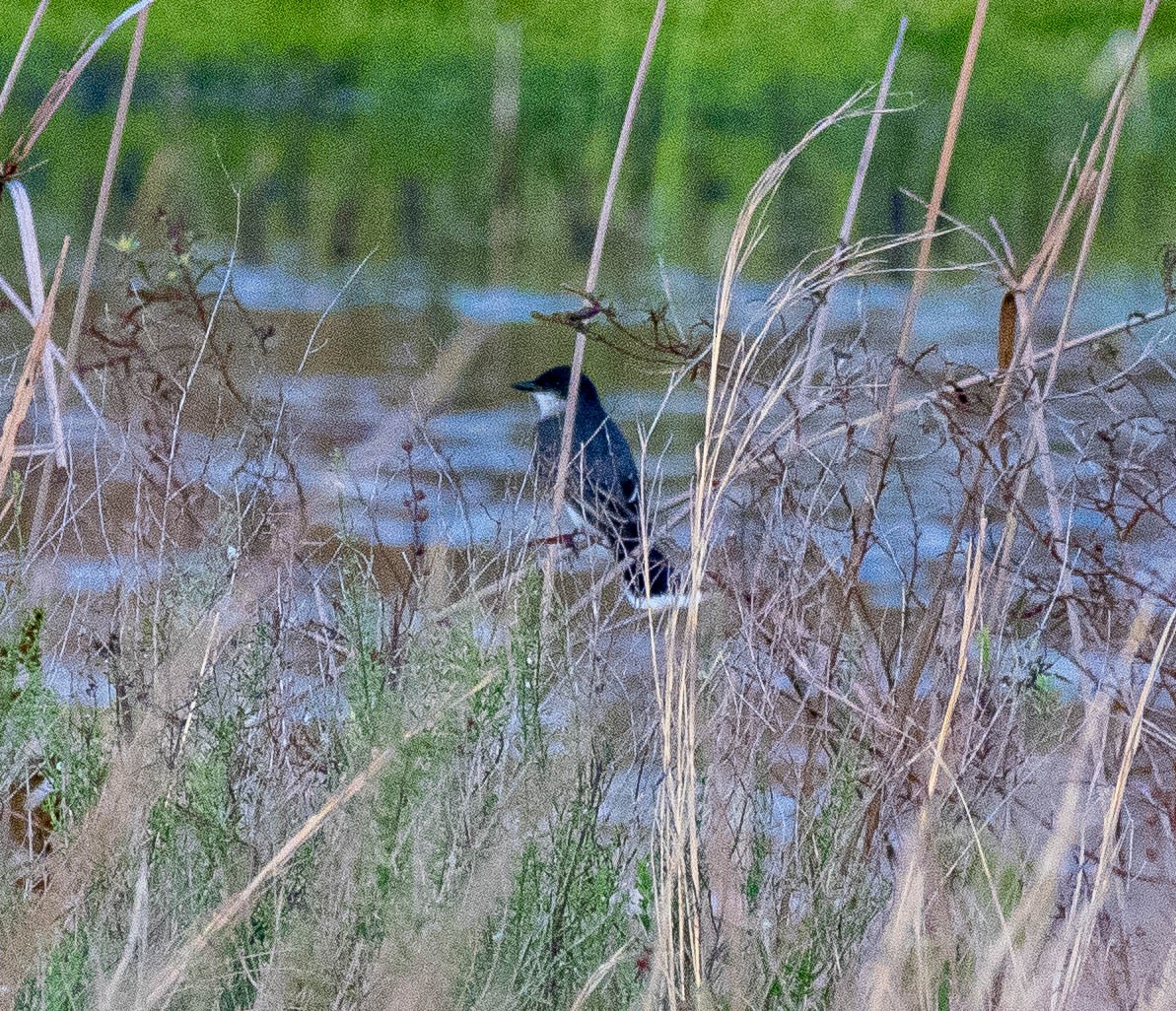 tyran obecný - ML326593681