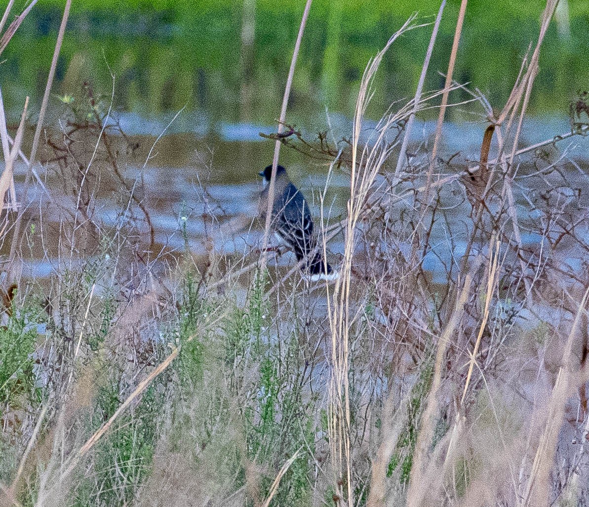 tyran obecný - ML326593691