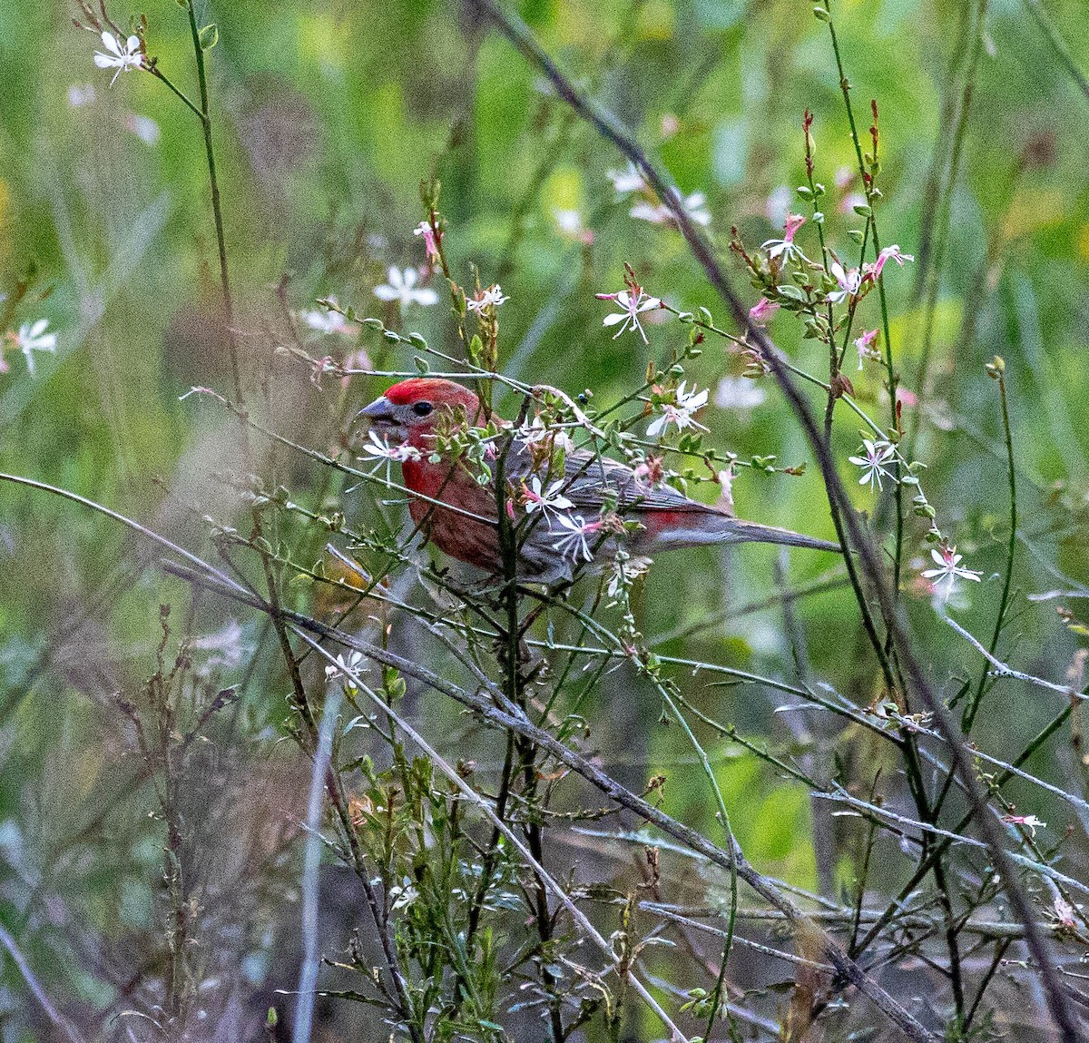 hýl rudoprsý - ML326593761