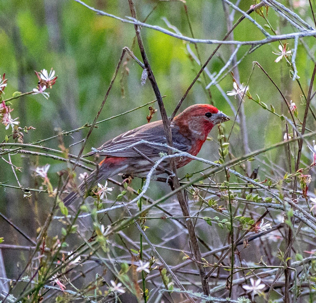 hýl rudoprsý - ML326593781
