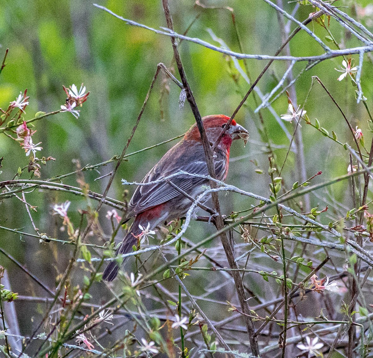 hýl rudoprsý - ML326593791
