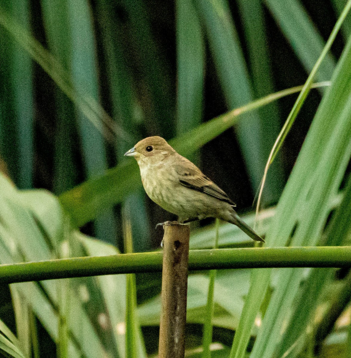 papežík indigový - ML326594381