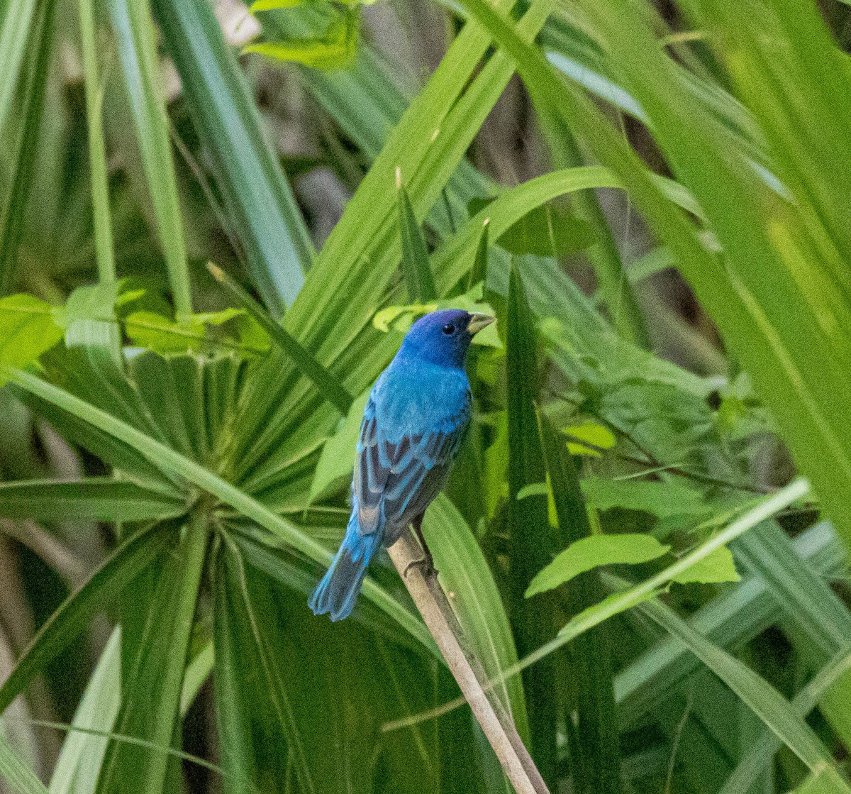 papežík indigový - ML326594421