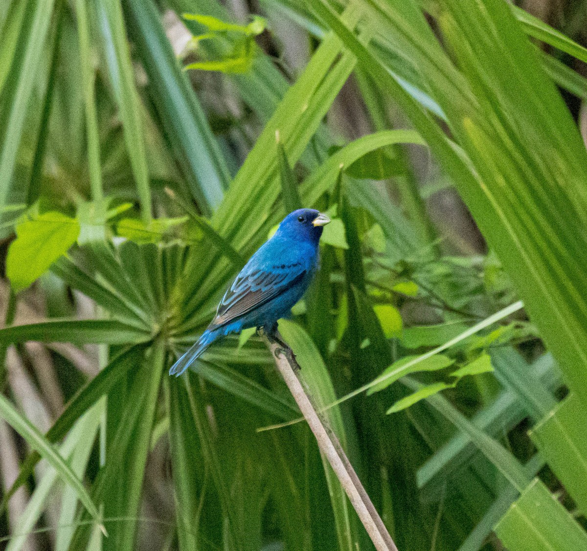 papežík indigový - ML326594431