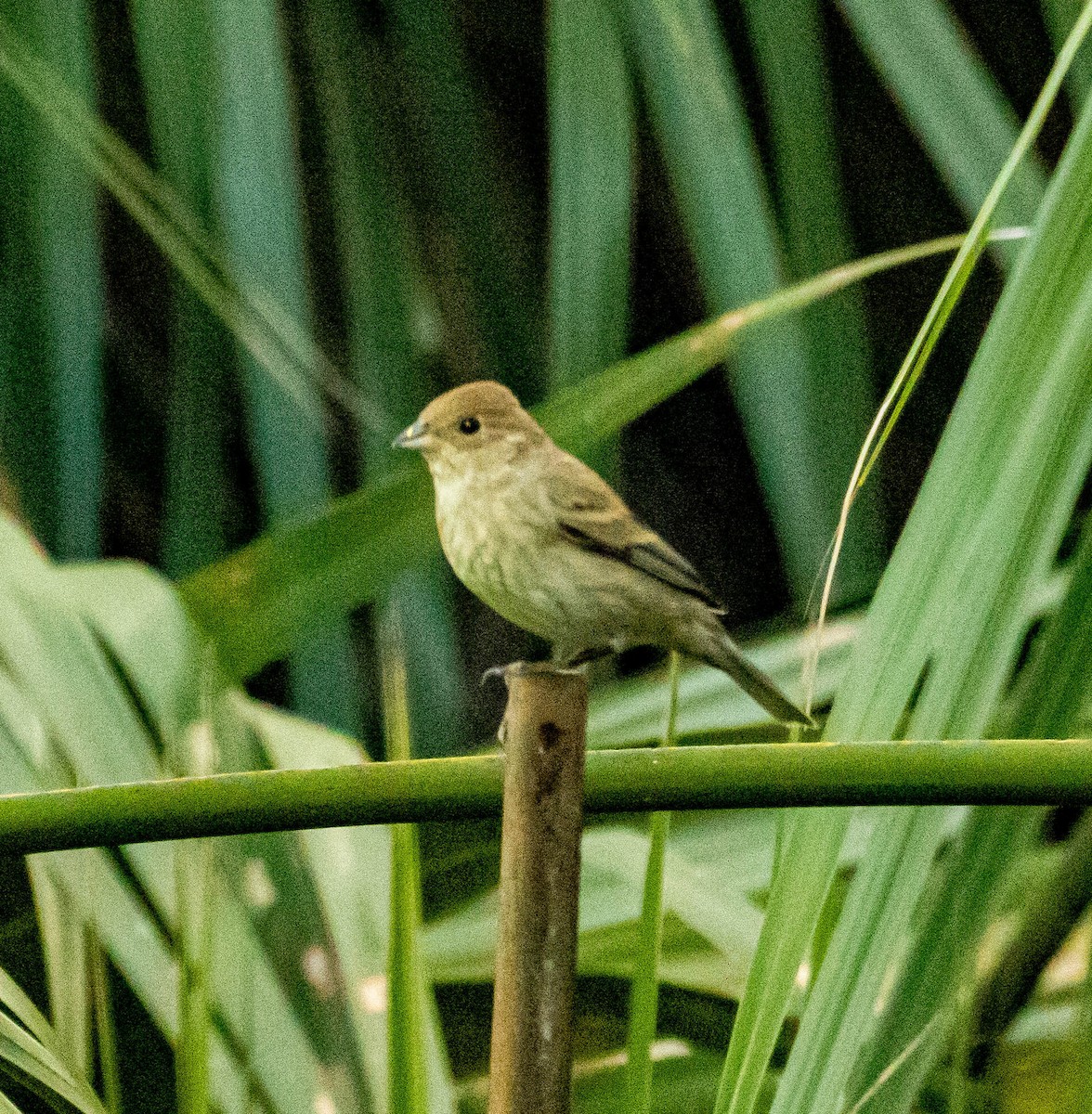 papežík indigový - ML326594441