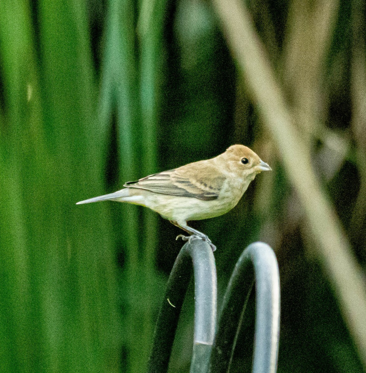 papežík indigový - ML326594451