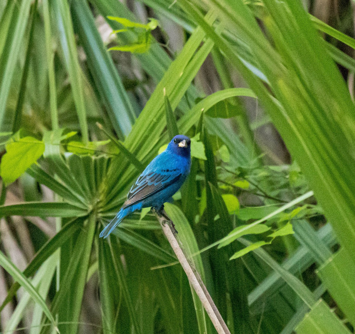 papežík indigový - ML326594461