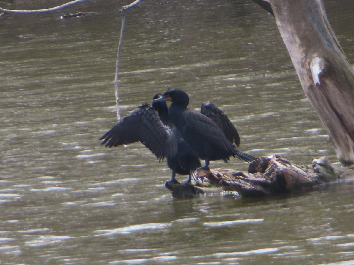 Double-crested Cormorant - ML326595411