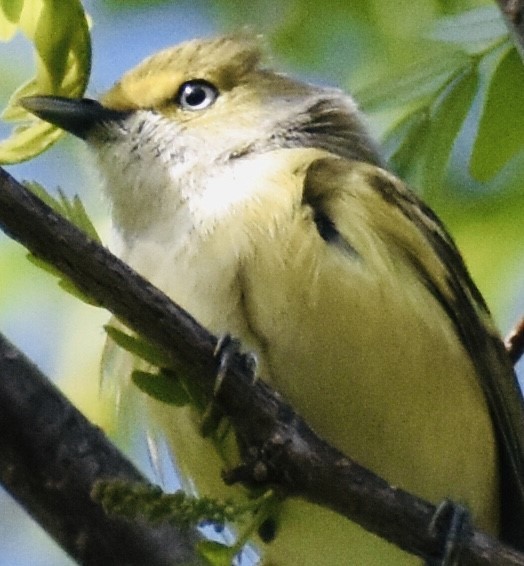 Ak Gözlü Vireo - ML326595671