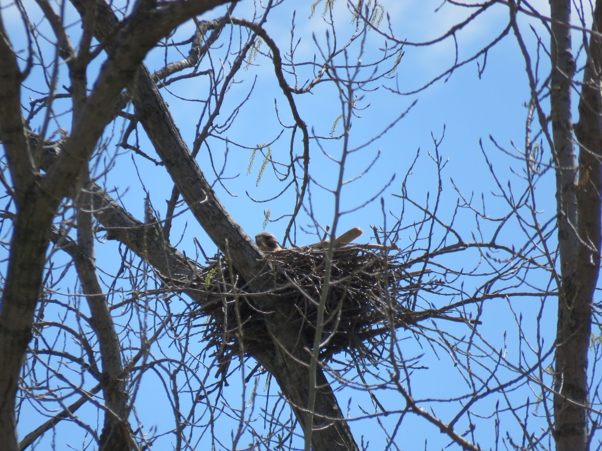 Red-tailed Hawk - ML326596861