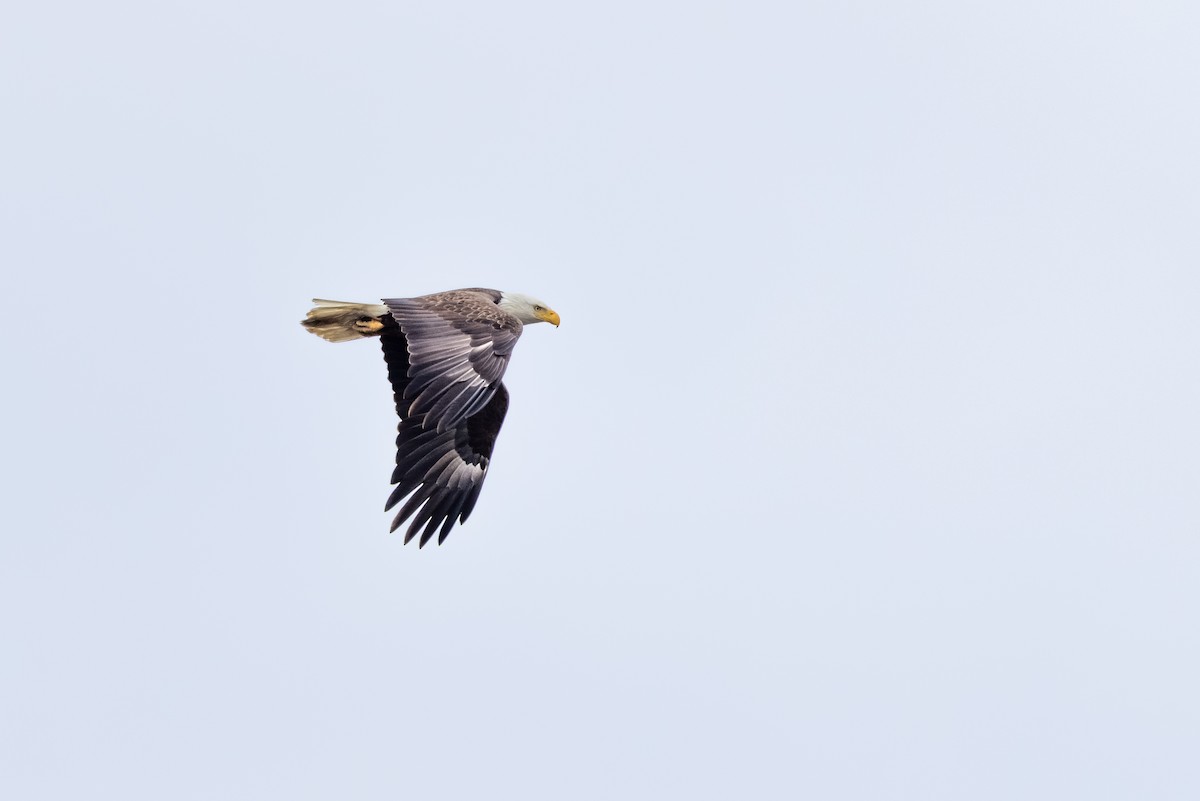 Bald Eagle - ML326599021