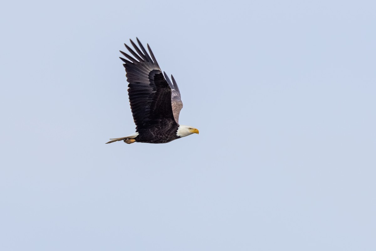 Weißkopf-Seeadler - ML326599041