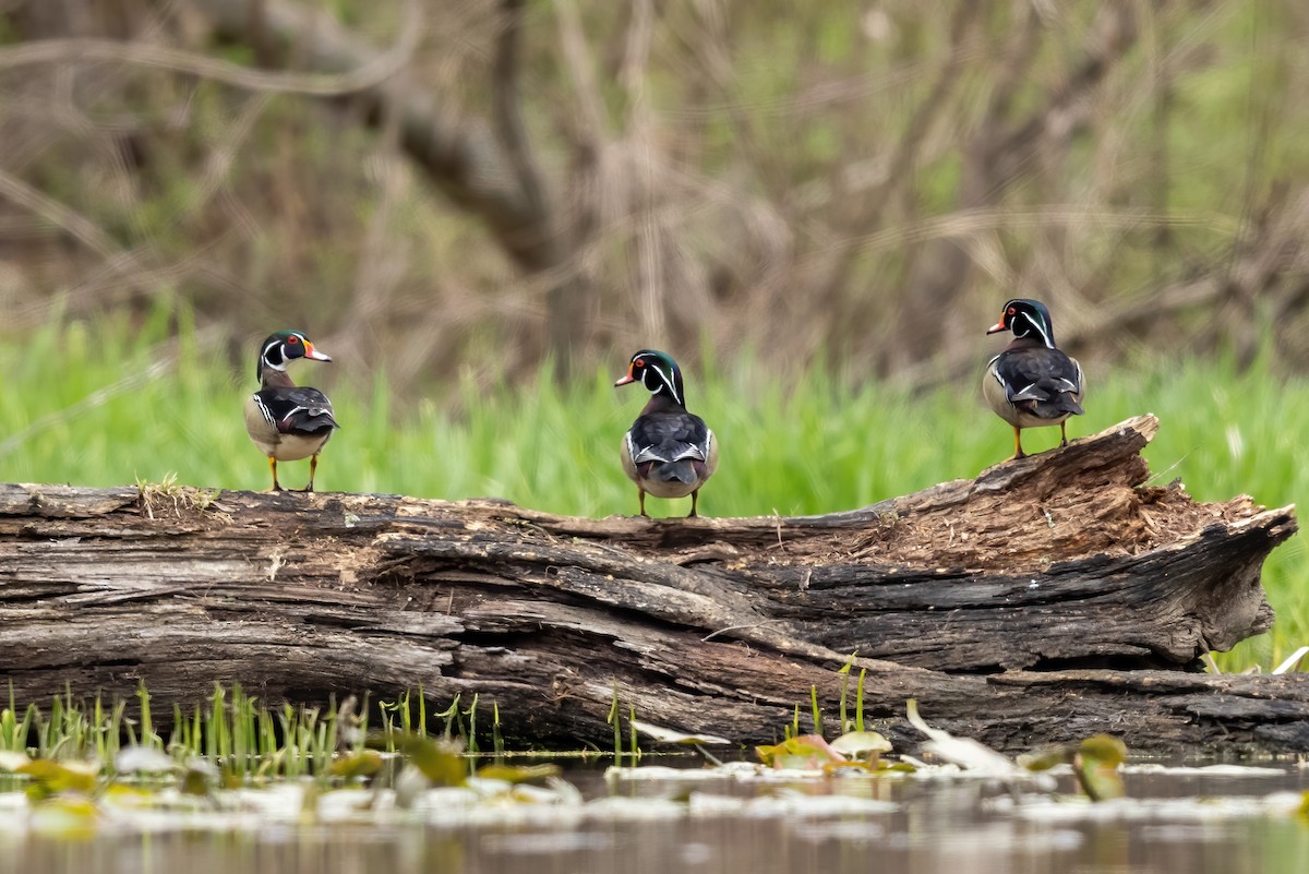 Wood Duck - ML326599551