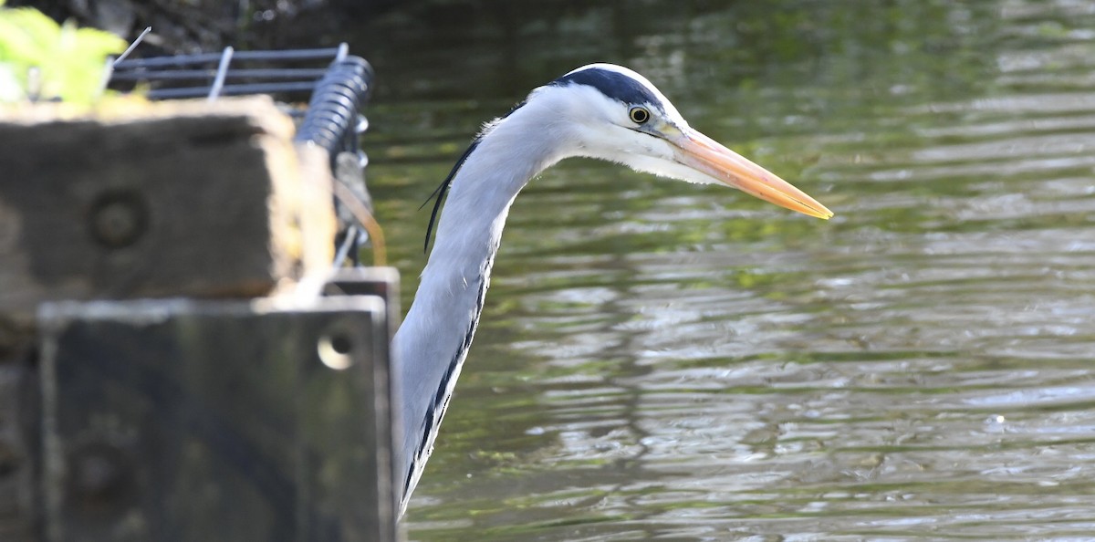 Gray Heron - ML326599901