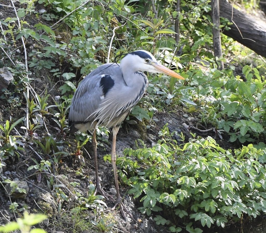 Gray Heron - ML326599911