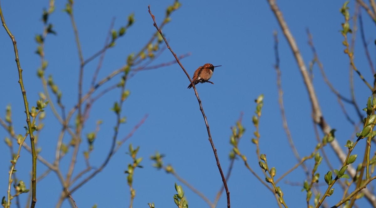 Rufous Hummingbird - ML326600231