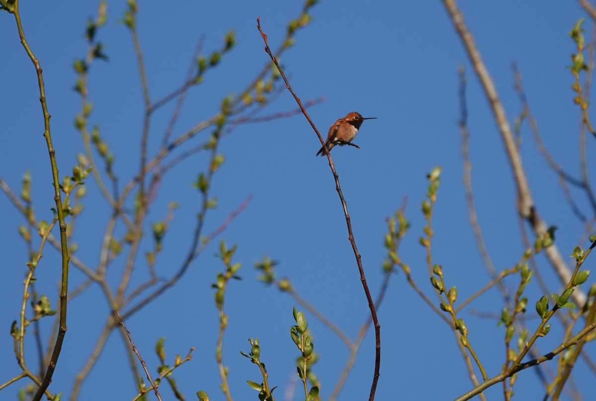 Rufous Hummingbird - ML326600331