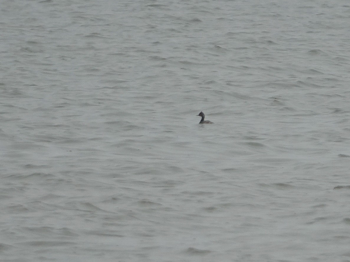 Eared Grebe - ML326600681