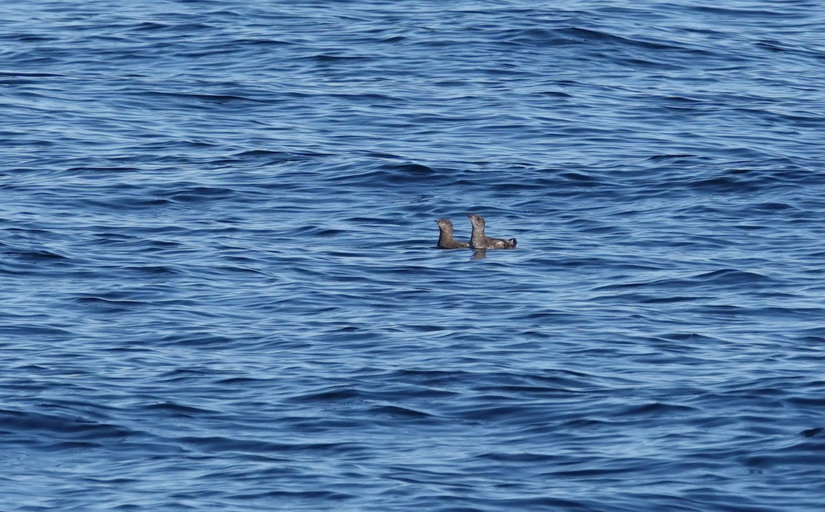 Marbled Murrelet - ML326601001