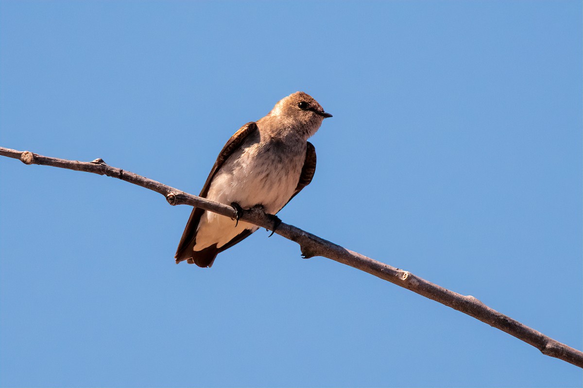 Northern Rough-winged Swallow - ML326601351