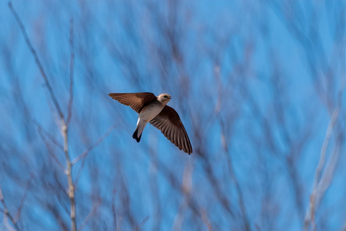 Northern Rough-winged Swallow - ML326601371