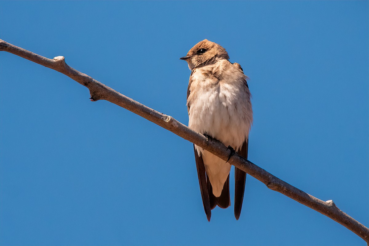 Northern Rough-winged Swallow - ML326601381