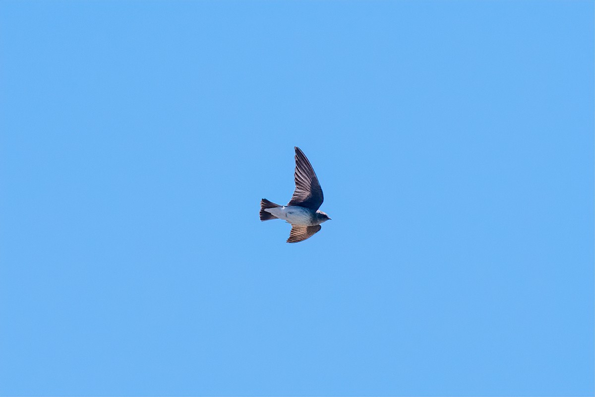 Northern Rough-winged Swallow - ML326601391