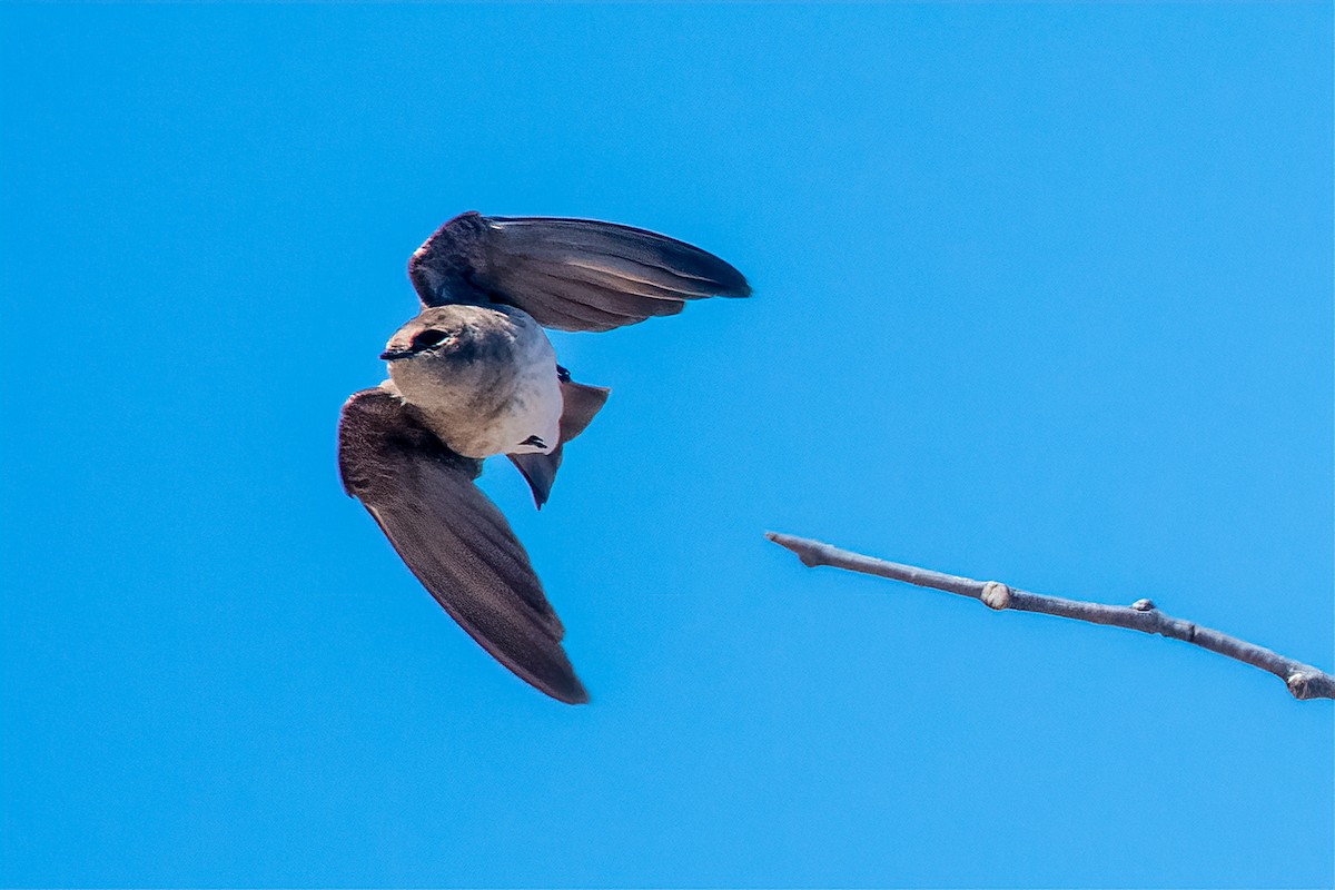 Northern Rough-winged Swallow - ML326601401