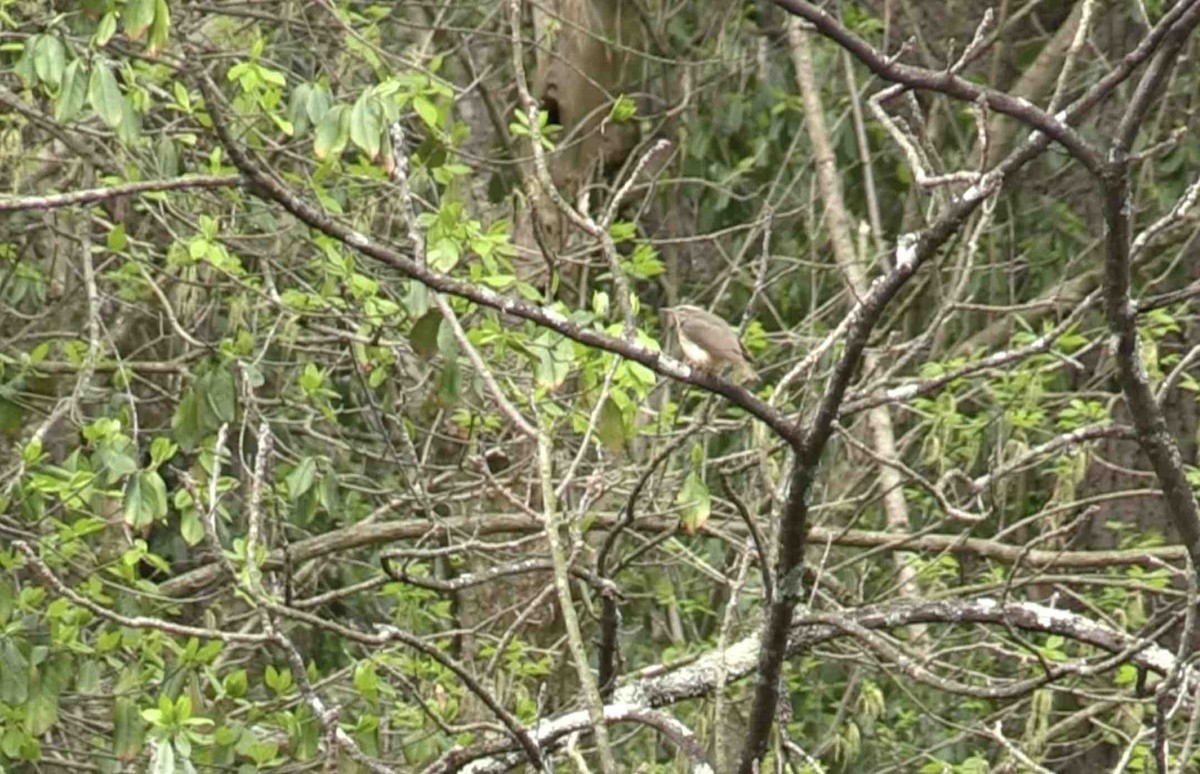 ミナミミズツグミ - ML326603031