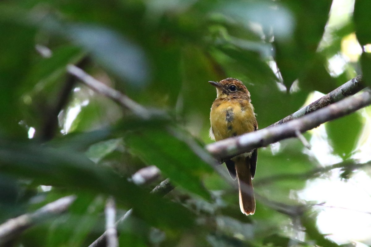 Bornean Blue Flycatcher - ML326603881