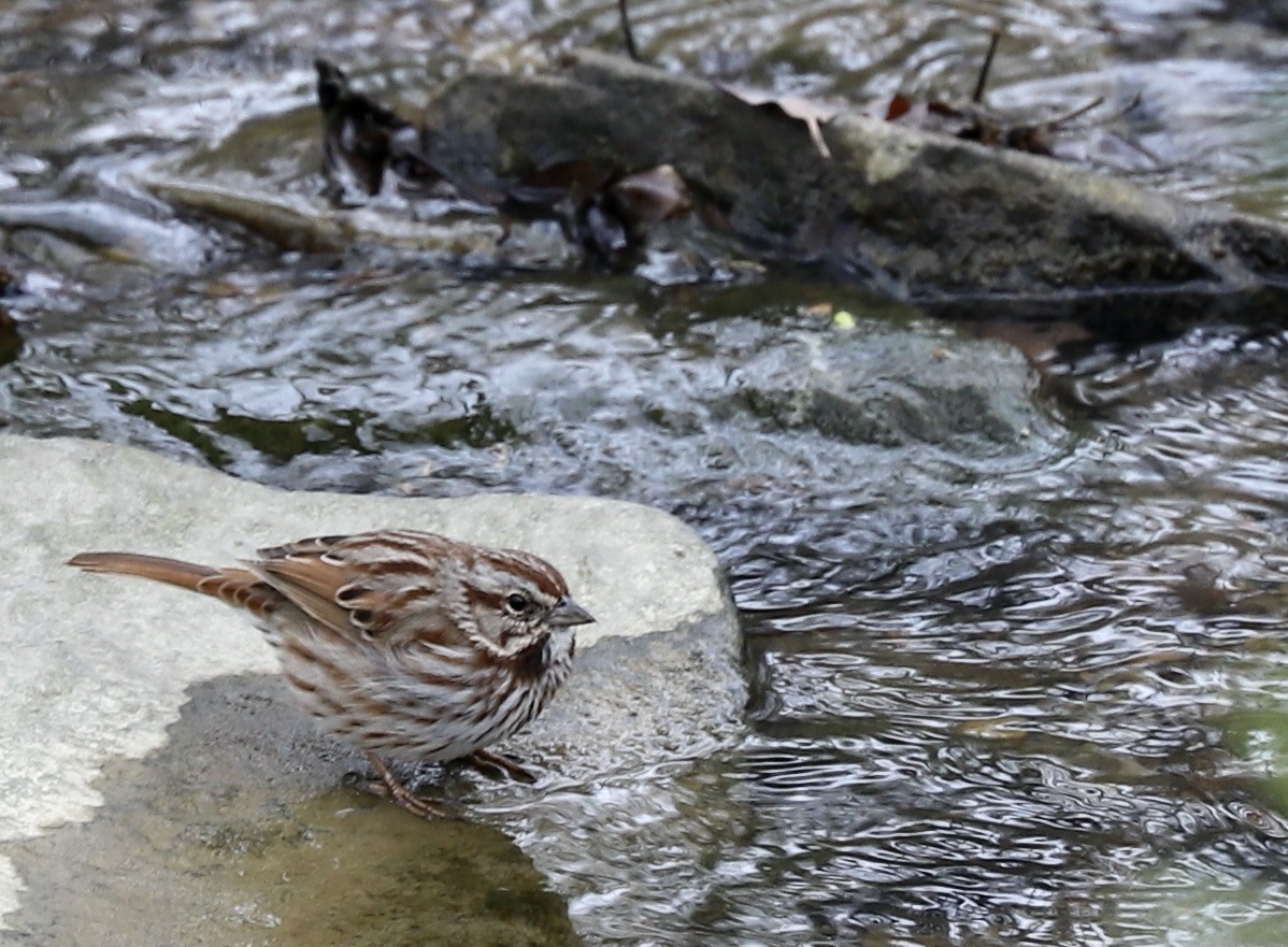 Song Sparrow - ML326606101