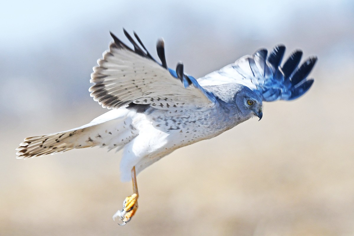 Northern Harrier - Chris Rees