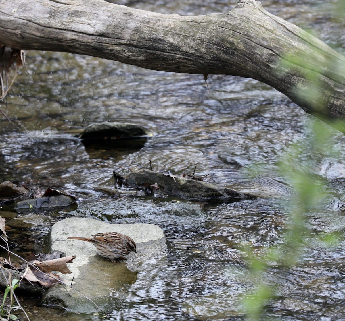 Song Sparrow - ML326606561