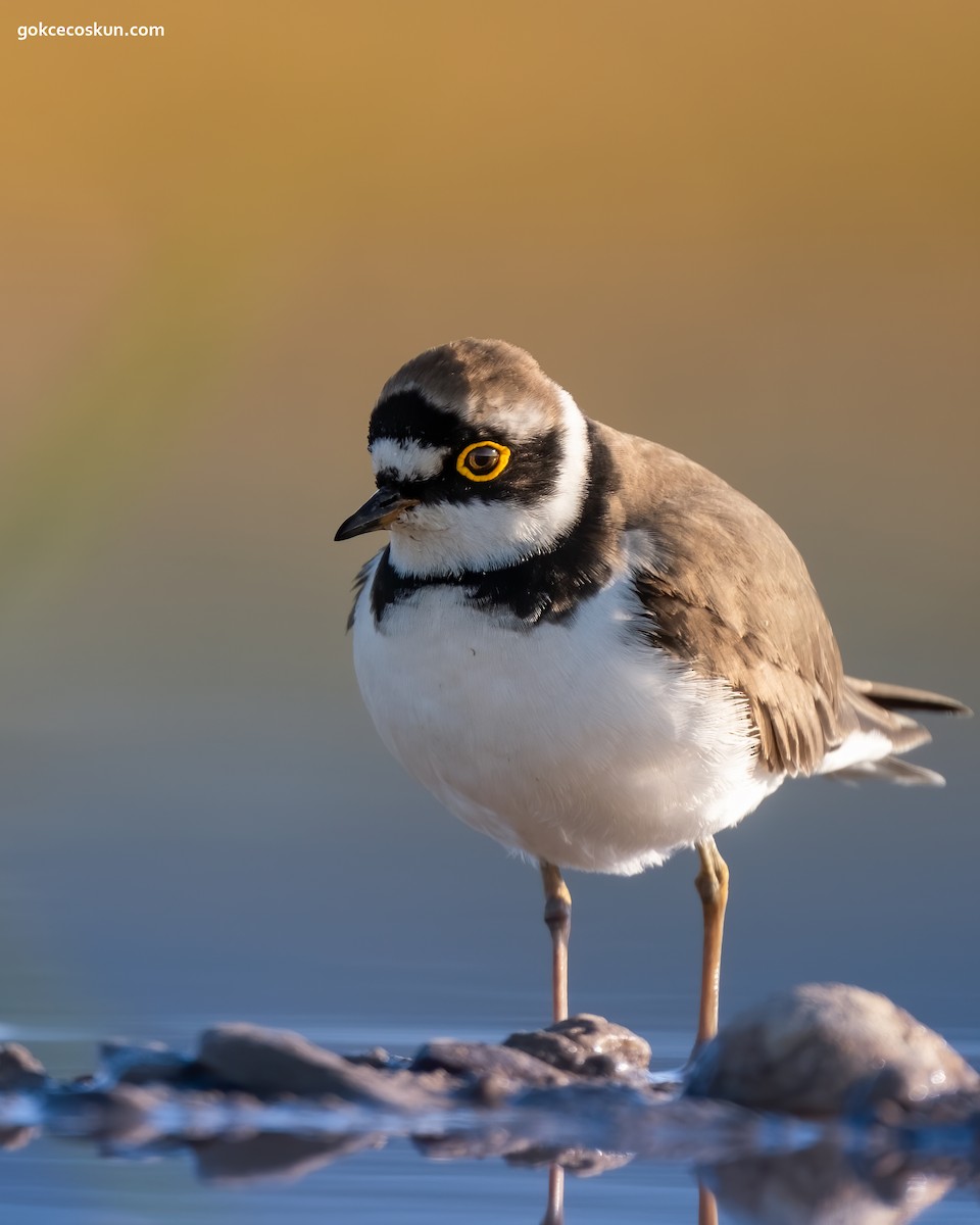 Little Ringed Plover - ML326606841