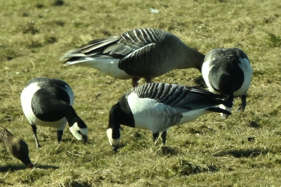 Barnacle Goose - ML326607091