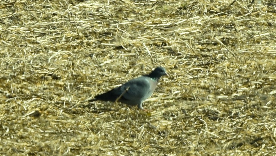Pigeon colombin - ML326607291