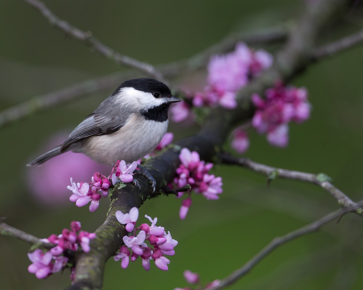 Carolina Chickadee - Brian Smith