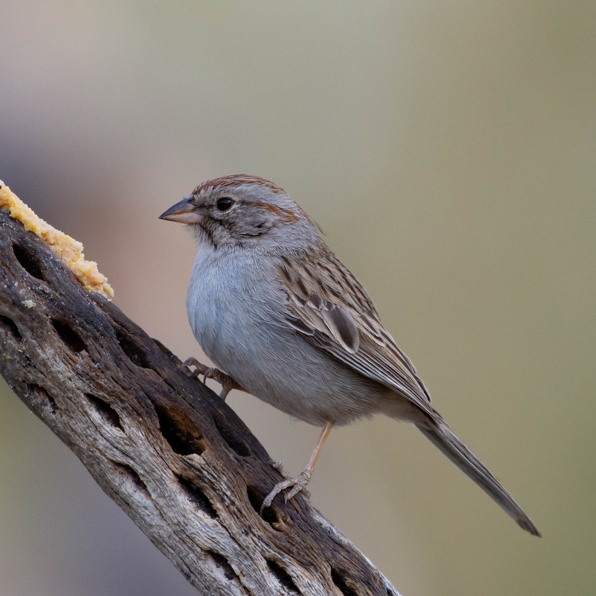 Rufous-winged Sparrow - Susan Nishio