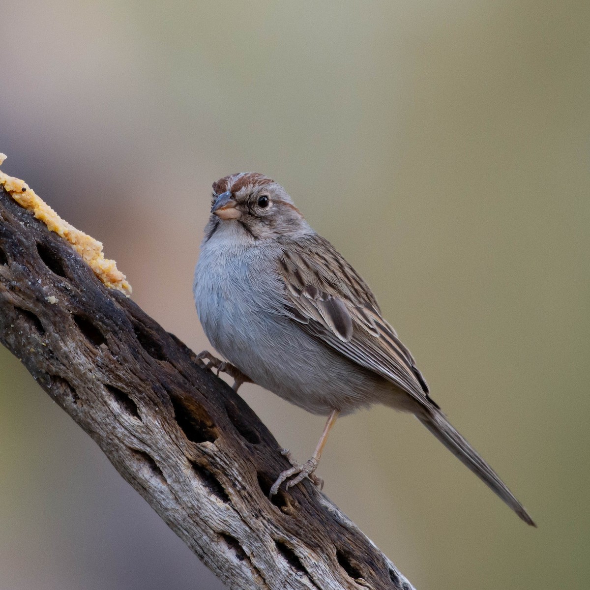 Rufous-winged Sparrow - Susan Nishio