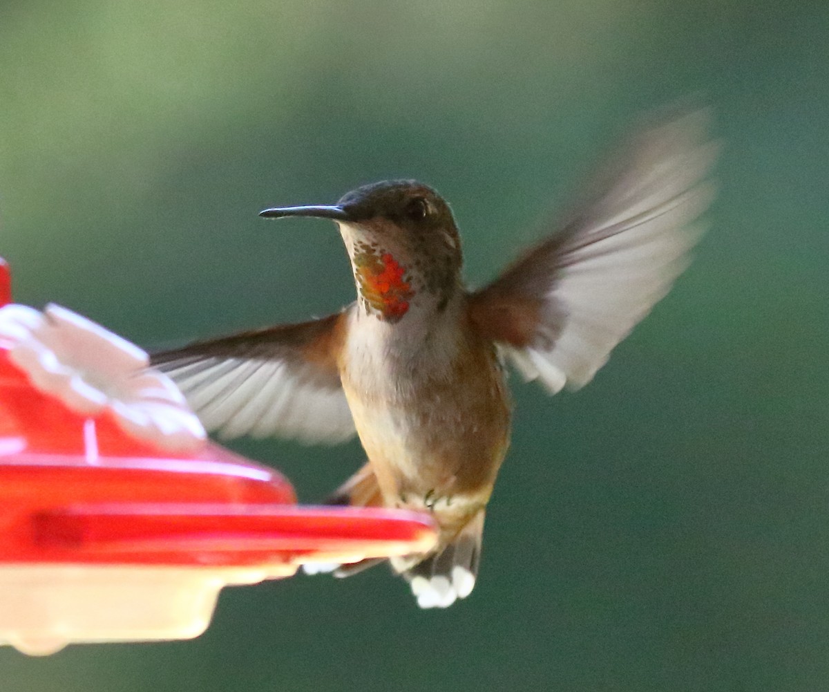 Rufous Hummingbird - Greg Gillson