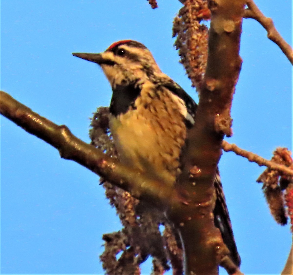 Yellow-bellied Sapsucker - ML326611751