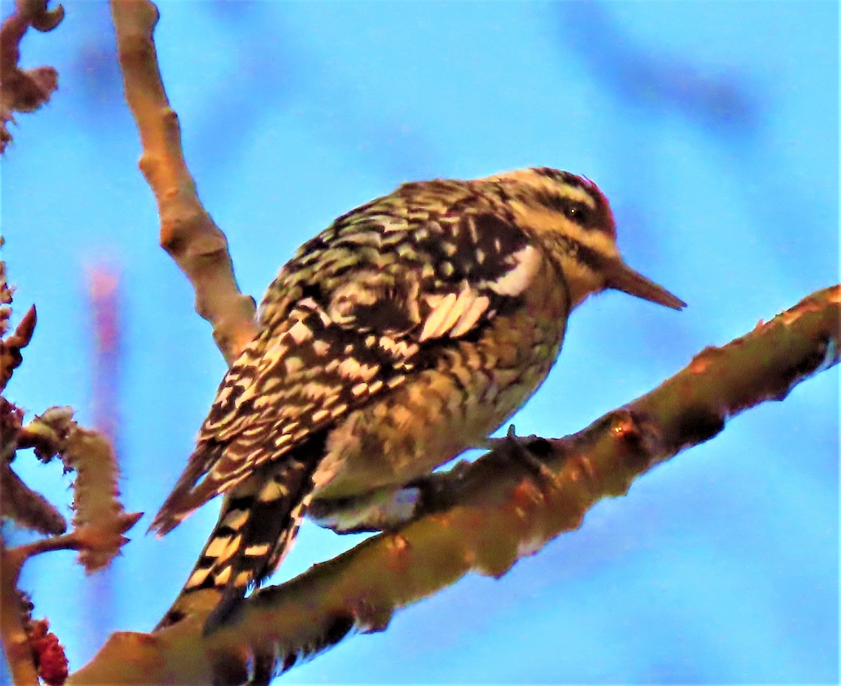 Yellow-bellied Sapsucker - ML326611801