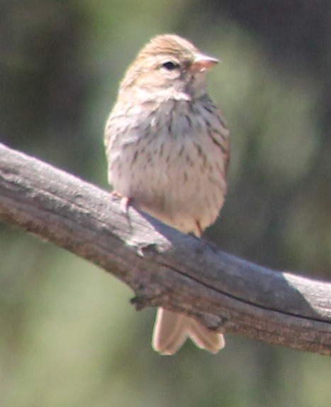 Chipping Sparrow - ML32661221