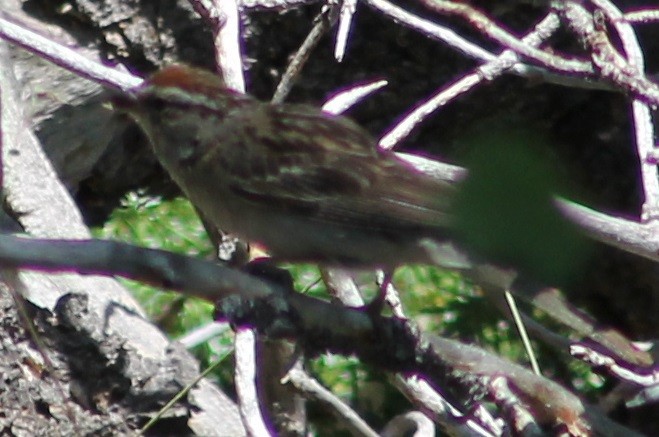 Chipping Sparrow - ML32661231
