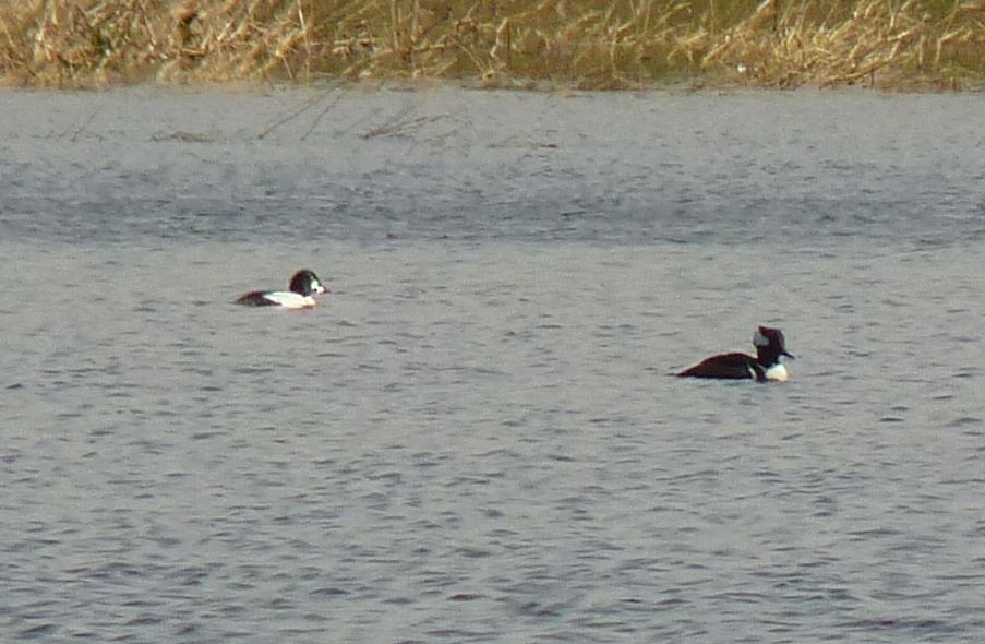 Common Goldeneye - ML32661431