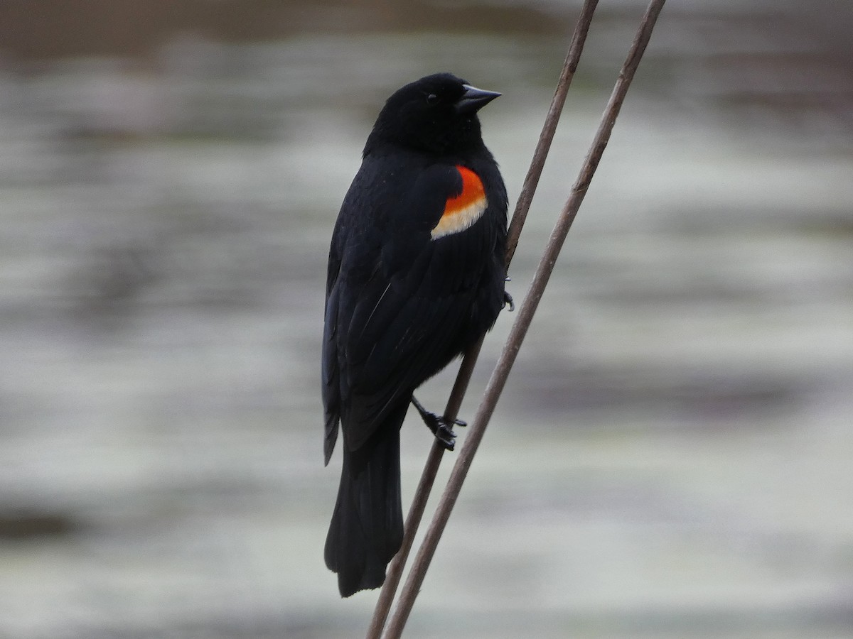 Red-winged Blackbird - ML326614861