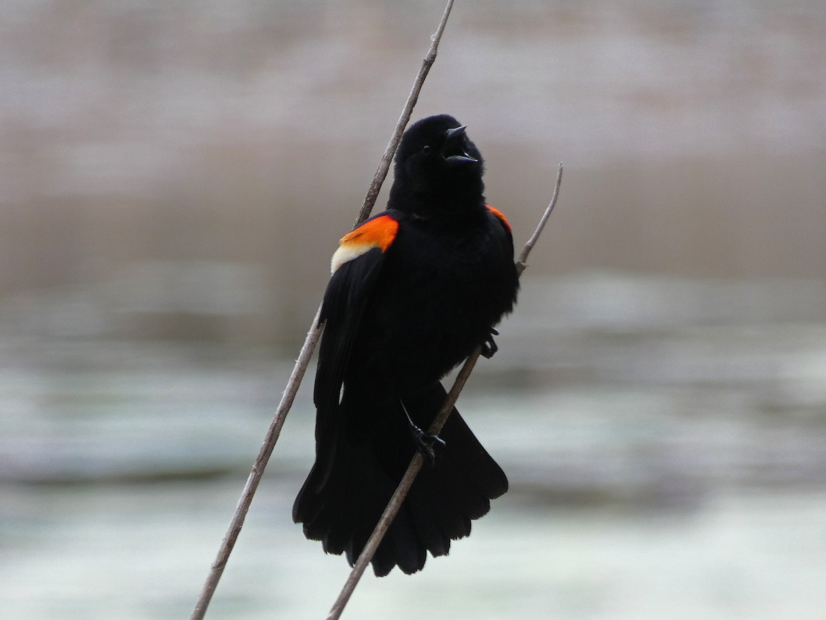 Red-winged Blackbird - Dan O'Brien